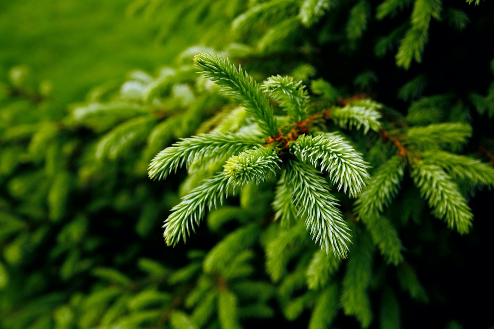 Should You Plant Evergreen or Deciduous Trees in Minnesota?